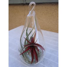 5.5" Glass Teardrop Plant Orb/Terrarium, 5.5 Teardrop Plant Orb/Terrarium By 55 Glass Teardrop Plant OrbTerrarium   